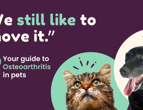 Your guide to Osteoarthritis in pets
